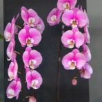 Phalaenopsis  Taisuco Anna BS